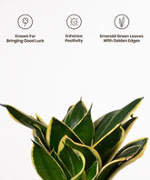 Potted plant with gold edges on a white background, featuring icons and text about its properties.